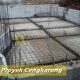Pembuatan Kolam Renang6